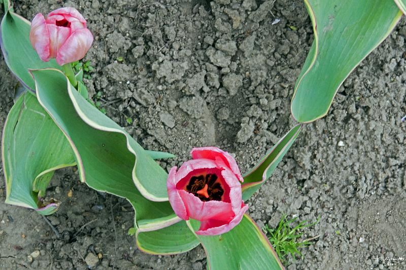 20080403_133639 D300 P.jpg - Early blooming of tulips